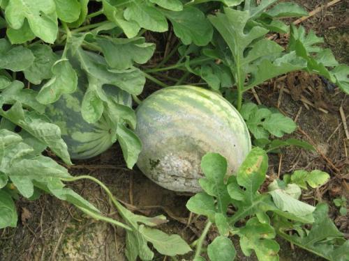 Превикур энерджи против фитофторы (применение, отзывы) - фото 2