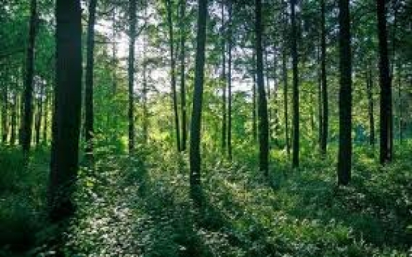 «Зеленые легкие» Луганска увеличились на 400 га 