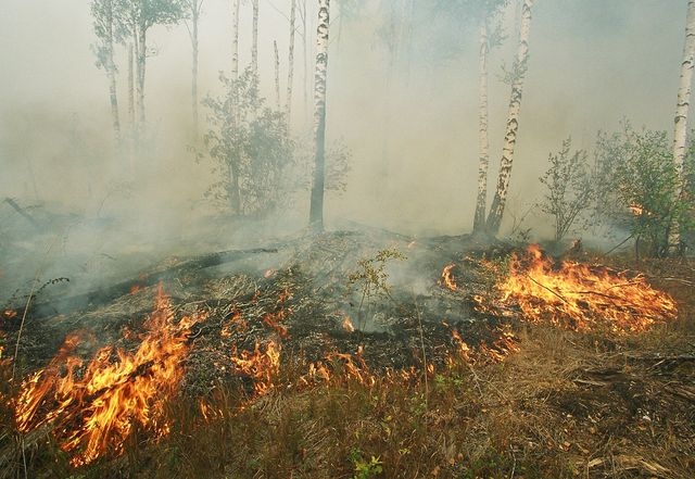 Большой пожар в Новопсковском районе – повреждено почти 39 га леса