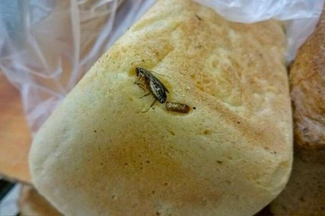 В Алчевской пекарне бегают тараканы, и нет мыла для рук