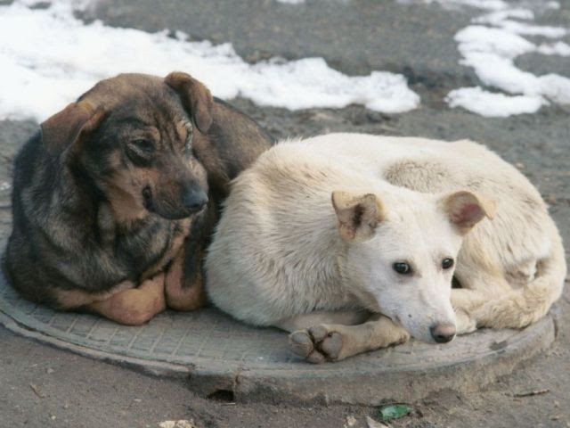 В оккупированном Должанске бездомные животные нападают на людей
