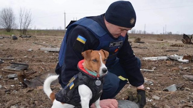 Саперы проверили на Луганщине 26 га и выявили свыше ста взрывоопасных предметов