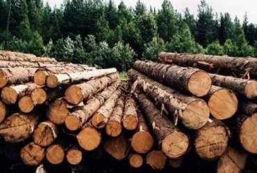 На электронных торгах на Луганщине продавали древесину
