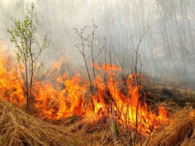  На Луганщине сгорело 15 гектаров леса