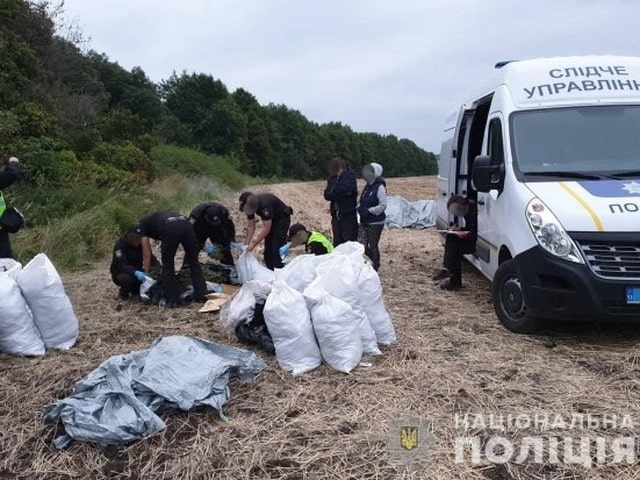 На Луганщине в лесополосе выращивали коноплю