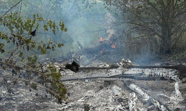 На территории Новоайдарского лесхоза произошел масштабный пожар