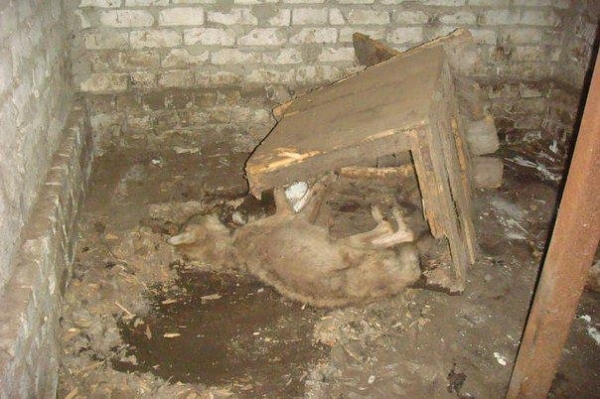 Луганчане пытаются спасти животных