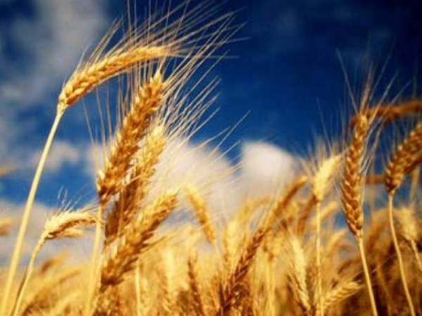 Аграриям Луганщины некуда продавать выращенное зерно