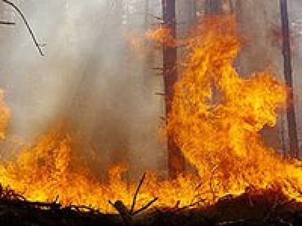 В лесах Луганской области произошло 86 пожаров