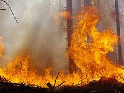 В лесах Луганской области произошло 86 пожаров