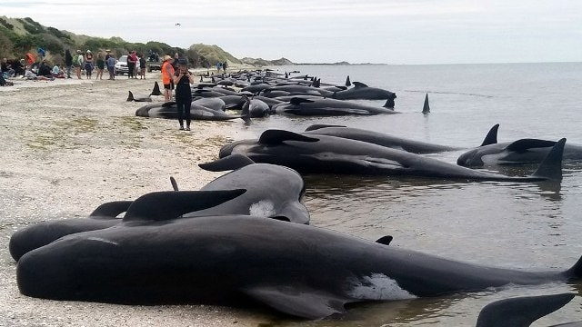 Очередное массовое самоубийство китов произошло на побережье Новой Зеландии