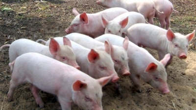 Вирус чумы свиней подобрался к Луганску