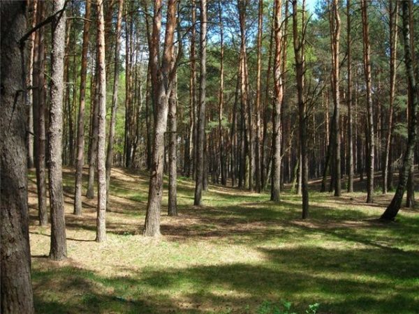 На Луганщине предметом спора стали 300 га леса 