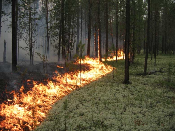 Луганщине грозят лесные пожары