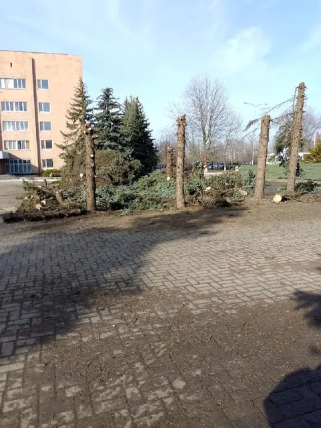Возле бывшей областной больницы в Луганске спилили ели