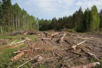 В регионе продолжают орудовать лесные контрабандисты