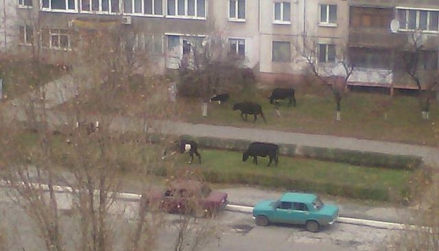 В самом центре Алчевска среди бела дня гуляют коровы