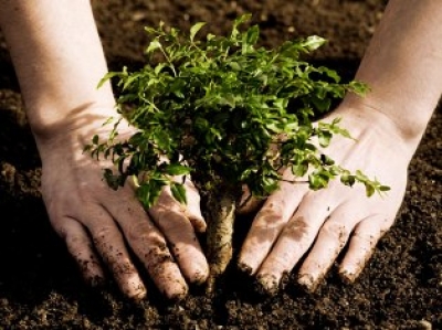 Школьники и студенты выйдут высаживать леса