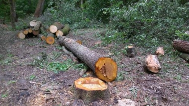 В Новоайдарском районе разоблачили «черных лесорубов»