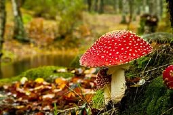 Жителей Луганщины предупреждают об опасности отравления грибами