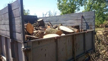 Полтора месяца в Попаснянском районе безнаказанно уничтожали лес