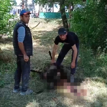 В оккупированной Кадиевке мусульмане возле автовокзала зарезали барана