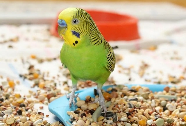 как выбрать корма для птиц шум